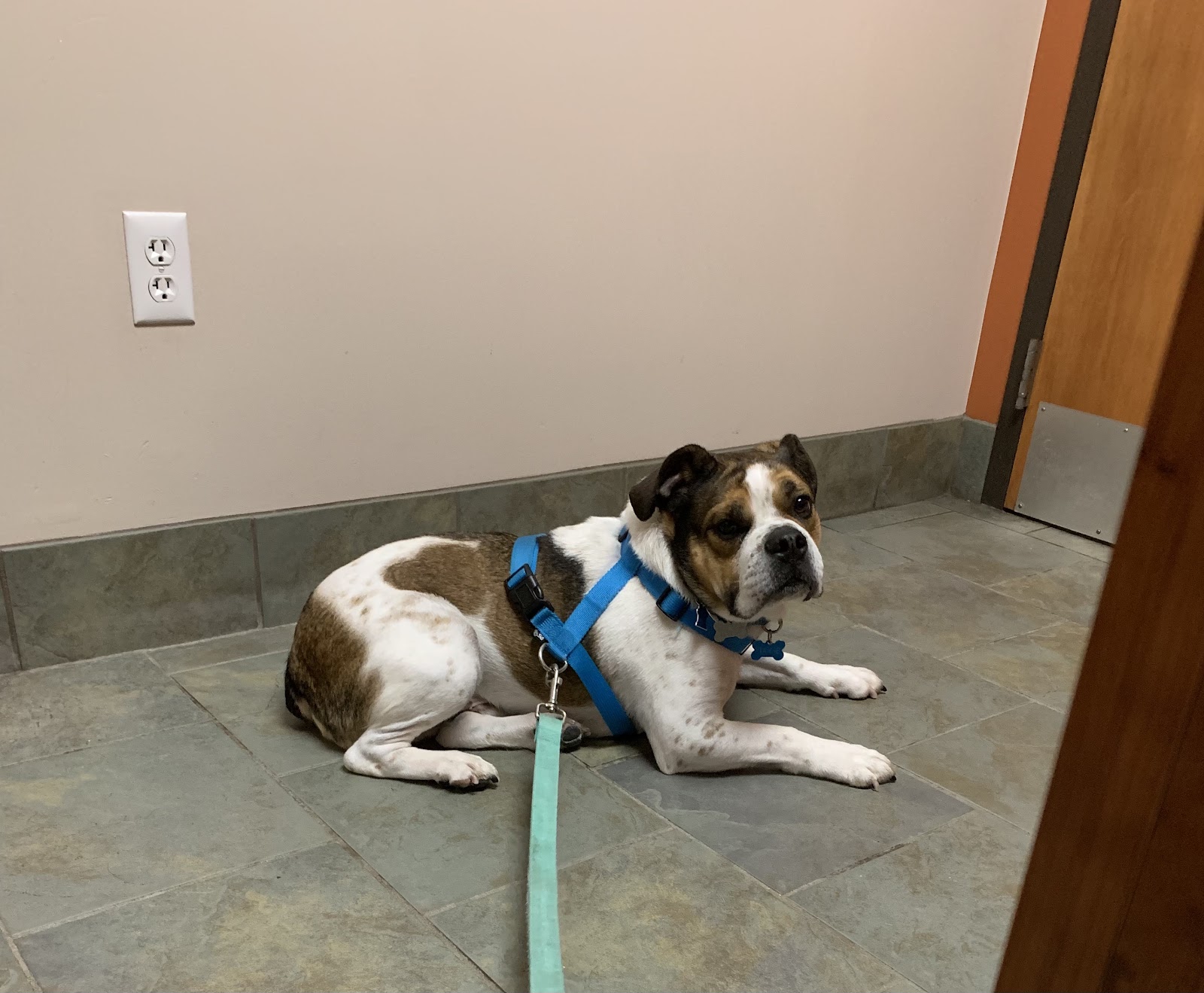 Family Pet Practice — photo