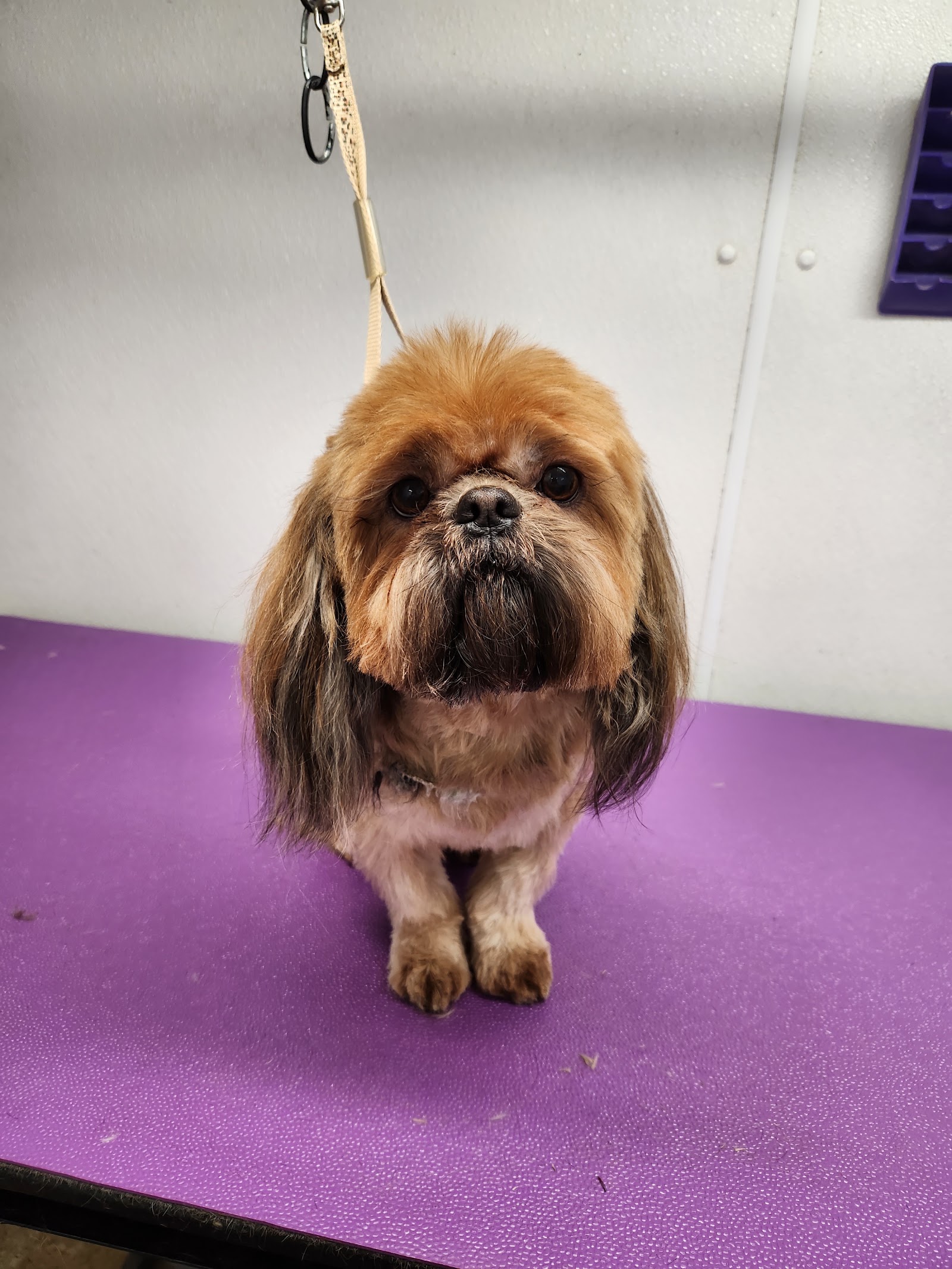 Pam's pet grooming in Waterford Township