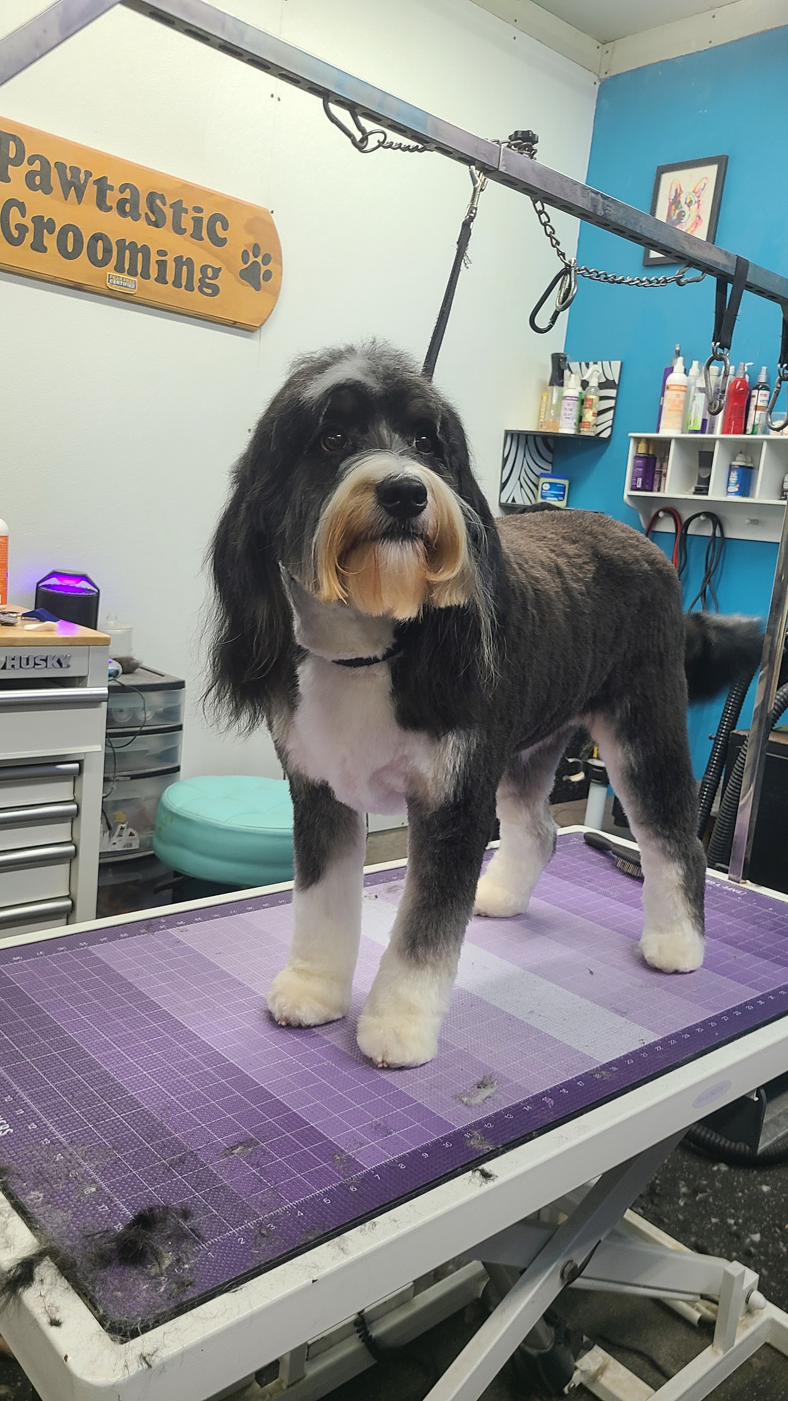 Pawtastic Grooming LLC — photo