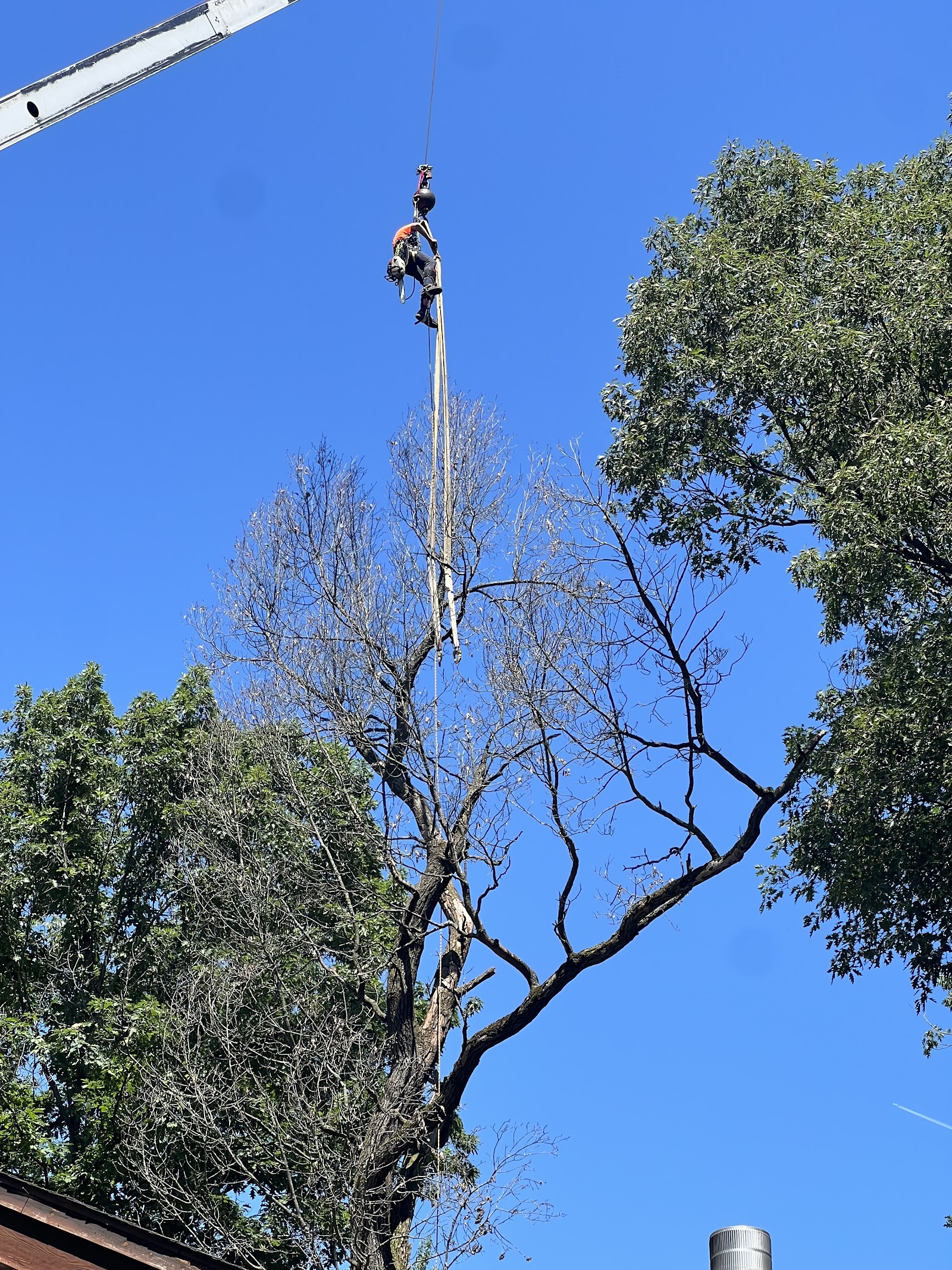 SavATree — photo