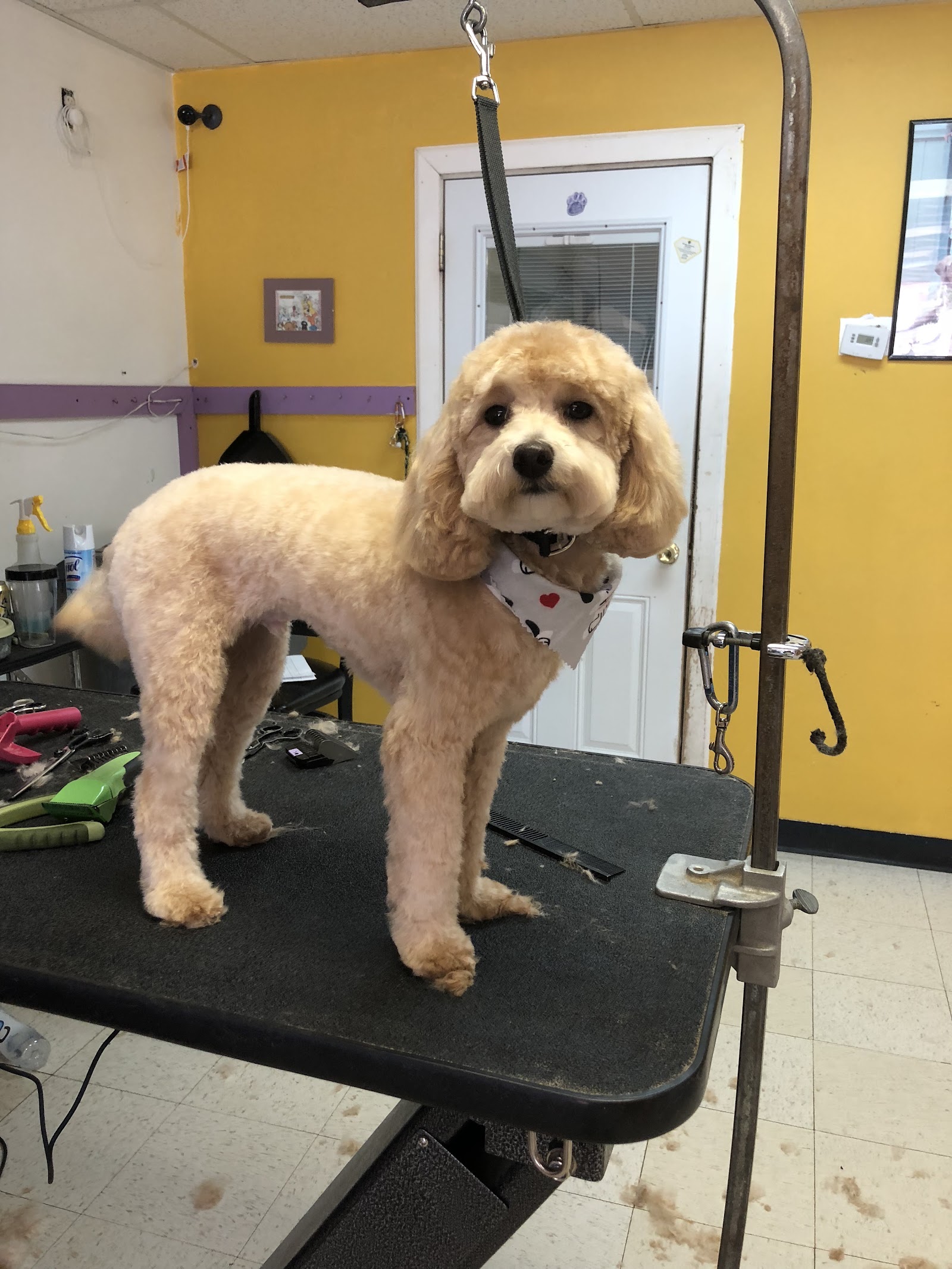 Terry Lee's Tufts & Tails in Waterford Township