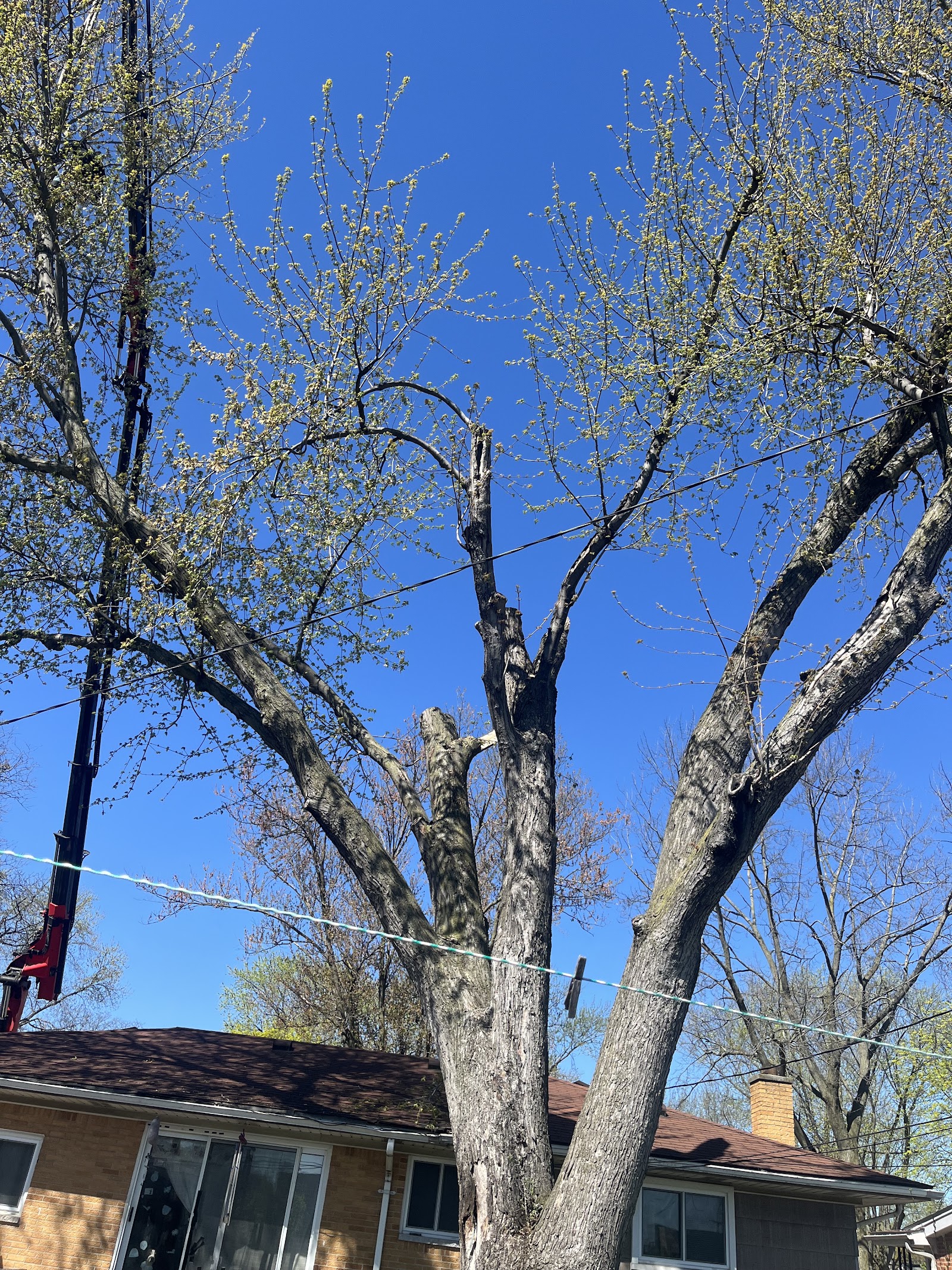 top tree care inc — photo